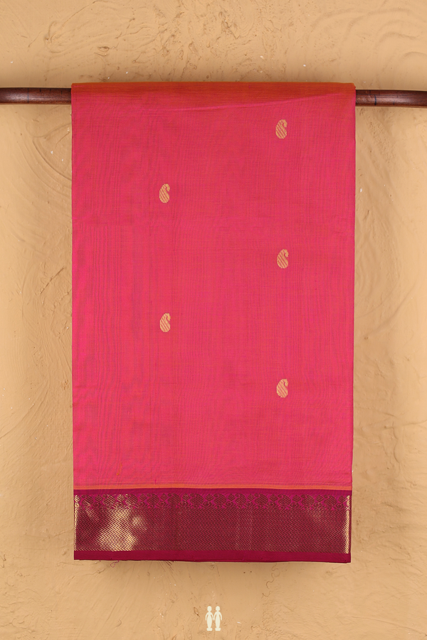 Traditional Silk Cotton Saree In Dual Tone With Paisley Buttas